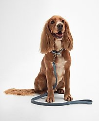 Barbour Leather Dog Leash, 3-ft long, 1/2-in wide, Blue slide 2 of 2