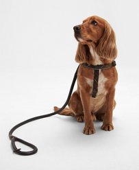 Barbour Leather Snap Dog Leash, Dark Brown, 4-ft long, 1/2-in wide