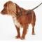 Show in main carousel: Barbour Webbing Dog Leash, Classic Tartan, 3-ft long, 1/2-in wide slide 3 of 4