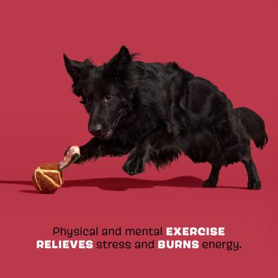 Show full view: BARK A Squeaky Meat-a-Ball Beef Scented Rip & Reveal Squeaky Tough Dog Chew Toy slide 3 of 8