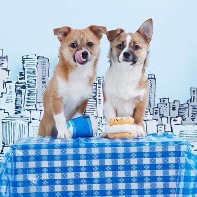 Show full view: BARK Breakfast of Chompions Multi-Part Coffee & Bagel Squeaky Plush Dog Toy, X-Small/Small slide 4 of 8