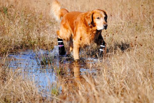 Bark Brite All Weather Reflective Neoprene Dog Boots, 4 count
