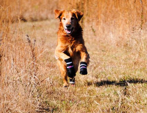 Bark Brite All Weather Reflective Neoprene Dog Boots, 4 count