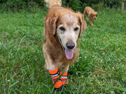 Show full view: Bark Brite All Weather Reflective Neoprene Dog Boots, Orange, 4 count, Large slide 3 of 4