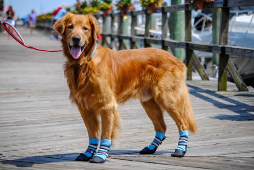 Show full view: Bark Brite Lightweight Neoprene Paw Protector Dog Boots, Blue, Small slide 6 of 8