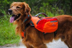 Bark Brite Multi-Purpose Dog Backpack Life Jacket, Orange, Large slide 1 of 7
