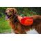 Show in main carousel: Bark Brite Multi-Purpose Dog Backpack Life Jacket, Orange, Large slide 1 of 8