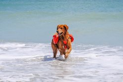 Bark Brite Multi-Purpose Dog Backpack Life Jacket, Orange, Large slide 2 of 7