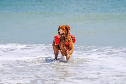 Show full view: Bark Brite Multi-Purpose Dog Backpack Life Jacket, Orange, Large slide 2 of 8