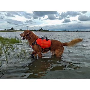 Bark Brite Multi-Purpose Dog Backpack Life Jacket, Orange, Large