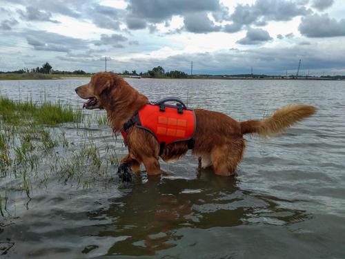 Show full view: Bark Brite Multi-Purpose Dog Backpack Life Jacket, Orange, Large slide 7 of 8