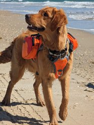 Bark Brite Multi-Purpose Dog Backpack Life Jacket, Orange, Medium