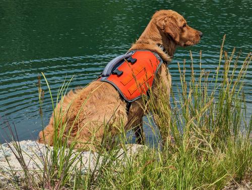 Show full view: Bark Brite Multi-Purpose Dog Backpack Life Jacket, Orange, Medium slide 2 of 7