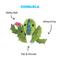 Show in main carousel: BARK Cactus Rip & Reveal Squeaky Plush Dog Toy, Green, Large slide 2 of 8