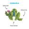 Show in main carousel: BARK Cactus Rip & Reveal Squeaky Plush Dog Toy, Green, Small slide 3 of 10