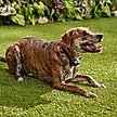 Show in main carousel: Bark Collar, Rechargeable Sleek Design, TPU slide 5 of 8