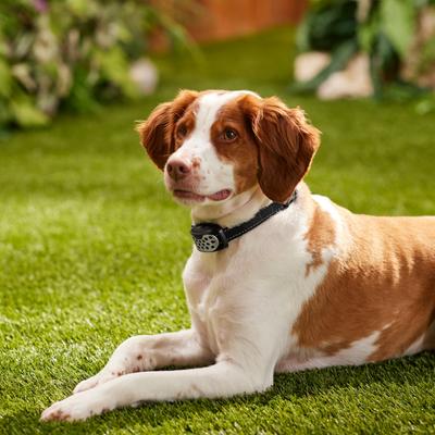 Show full view: Bark Collar, Waterproof & Rechargeable with Vibration & Tone, Nylon slide 5 of 8