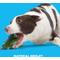 Show in main carousel: BARK Crocness Monster Tough Dog Chew Toy, Green, Medium slide 4 of 9