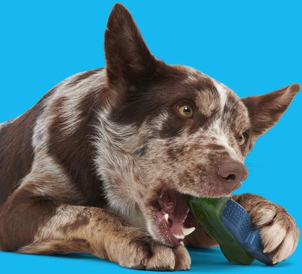 Show full view: BARK Crocness Monster Tough Dog Chew Toy, Green, Medium slide 6 of 9