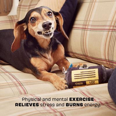 Show full view: BARK Doggochrome Film Roll Squeaky Plush Dog Toy, Small/Medium slide 4 of 9