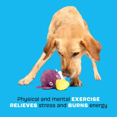 Show full view: BARK Drongo Platypus Rip & Reveal Squeaky Plush Dog Toy, Purple, Small slide 3 of 8