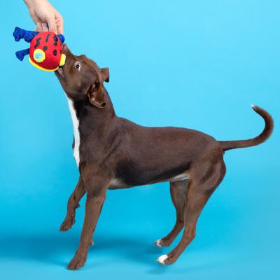 Show full view: BARK Freckles the Frog Squeaky Plush Dog Toy, Small/Medium slide 4 of 8