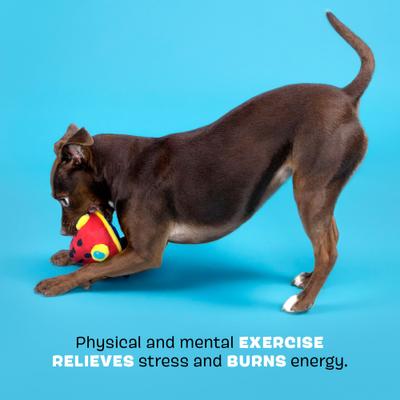 Show full view: BARK Freckles the Frog Squeaky Plush Dog Toy, Small/Medium slide 3 of 8