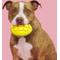 Show in main carousel: BARK GO Mango Tough Dog Chew Toy, Yellow, Large slide 6 of 9