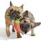 Show in main carousel: BARK Habanero Pupper Dog Chew Toy, Red, Medium slide 6 of 9