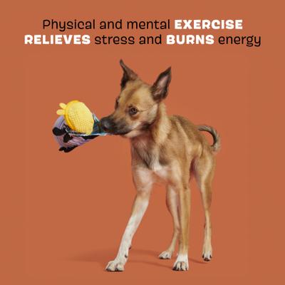 Show full view: BARK Hasina the Hissing Cockroach Rip & Reveal Squeaky Plush Dog Toy, Medium slide 3 of 9