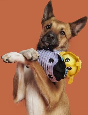 Show full view: BARK Hasina the Hissing Cockroach Rip & Reveal Squeaky Plush Dog Toy, Medium slide 6 of 9