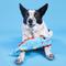 Show in main carousel: BARK Izzy Lizzy Squeaky Plush Dog Toy, Blue, Small slide 6 of 8