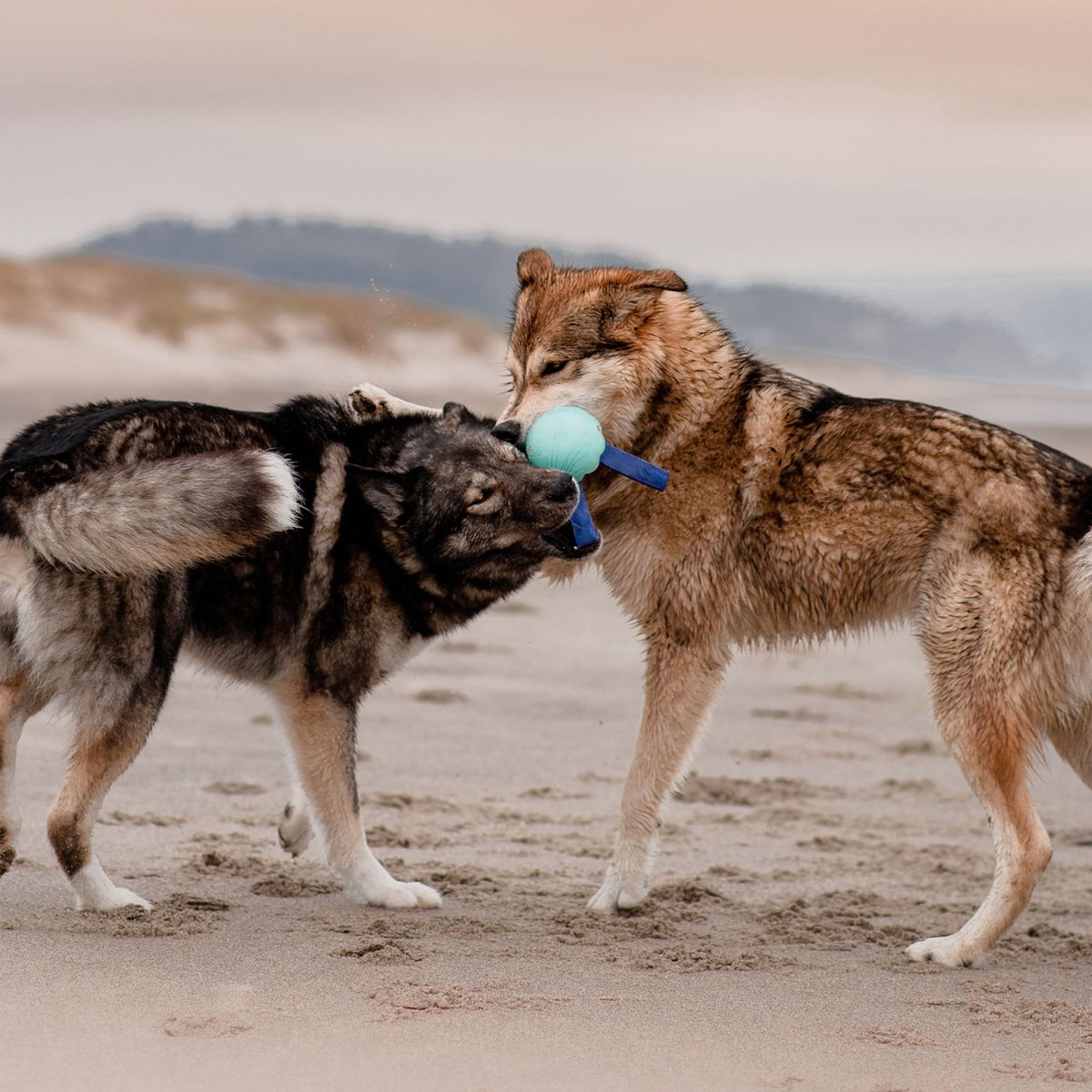 BARK Jelly Fetch & Rope Tough Dog Tug Toy, Purple, Medium - Chewy.com