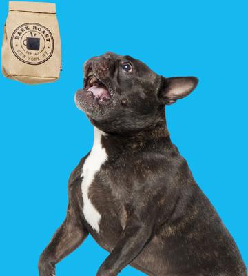 Show full view: BARK Jitter Pug Coffee Bean Hard Core Tough Dog Chew Toy, Brown, Medium slide 6 of 9