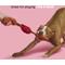 Show in main carousel: BARK Lickin' Links Thrasher Squeaky Plush Dog Toy, Red, Medium slide 4 of 9