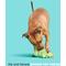 Show in main carousel: BARK Prickly Pete Rip & Reveal Squeaky Plush Dog Chew Toy, Green slide 4 of 8