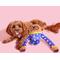 Show in main carousel: BARK Slow Jams Dan Crinkly Tube Squeaky Plush Dog Toy slide 6 of 10