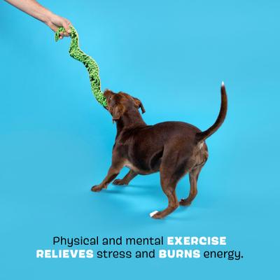 Show full view: BARK Steve Squeaky Plush Snake Dog Toy, Green slide 3 of 7