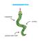 Show in main carousel: BARK Steve Squeaky Plush Snake Dog Toy, Green slide 2 of 7