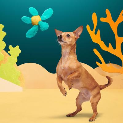 Show full view: BARK Stevie Sea Turtle Crinkly Squeaky Plush Dog Toy, Teal, Small slide 6 of 9