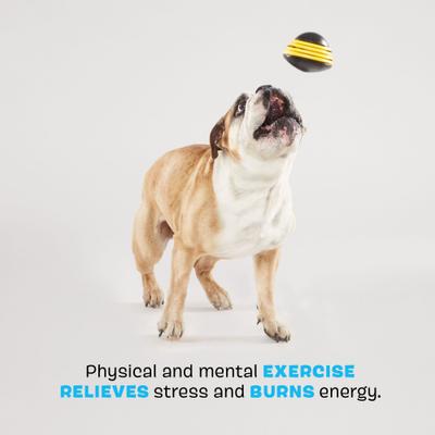 Show full view: BARK Super Chewer Busy Bee Treat Spreading Tough Squeaky Dog Chew Toy, Black slide 4 of 8