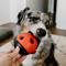 Show in main carousel: BARK Super Chewer Iron Ladybug Tough Treat Dispensing Dog Chew Toy slide 4 of 8