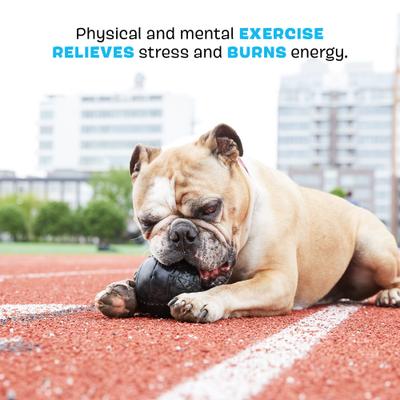 Show full view: BARK Super Chewer Mutt'sel Ball for Aggressive Chewers Durable Dog Chew Toy, Black, Large slide 3 of 8