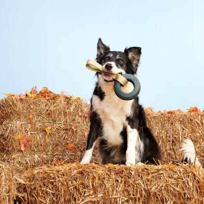 Show full view: BARK Super Chewer Ruff Tuff Tire Swing for Aggressive Chewers Squeaky Dog Chew Toy, Medium/Large slide 4 of 8