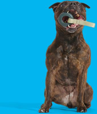 Show full view: BARK Super Chewer Ruff Tuff Tire Swing for Aggressive Chewers Squeaky Dog Chew Toy, Small slide 3 of 8