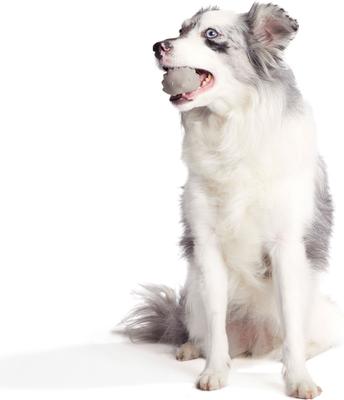 Show full view: BARK Super Chewer Sven the Hedgie for Aggressive Chewers Dog Chew Toy, Medium/Large slide 5 of 9