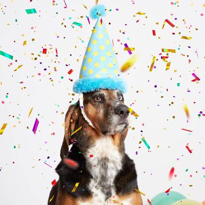 Show full view: BARK The Party Farter Wearable Squeaky Dog Chew Toy slide 4 of 8