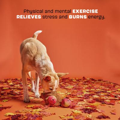 Show full view: BARK Them Apples 3-in-1 Squeaky Plush Dog Toy slide 3 of 7