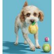 Show in main carousel: BARK Tropicatch Fruit Ball Squeaky Plush Dog Toy, Small slide 6 of 9
