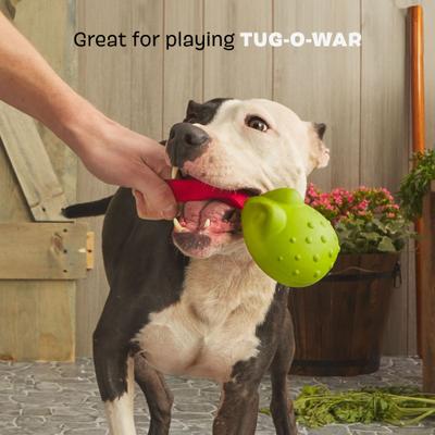Show full view: BARK Tug Tied Toad & Fetch Tough Dog Tug Toy, Green, Large slide 4 of 8